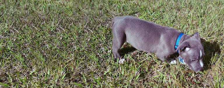 How to Train a Pit Bull Puppy Advanced Tricks How to Train a Pit Bull Puppy Advanced Tricks